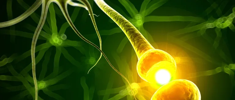 Homepage synapse image for the Autumn 2025 Newsletter