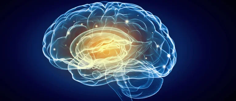 Homepage Brain image for Spring 2026 Newsletter