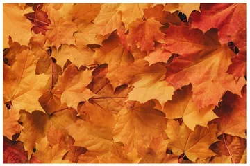 autumn newsletter