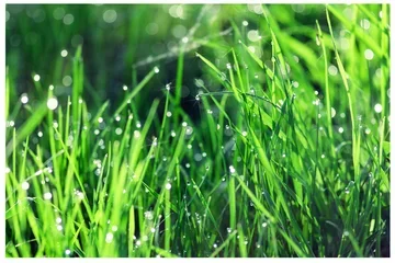 Summer 2024 Newsletter