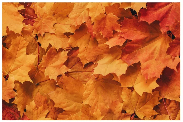 autumn newsletter