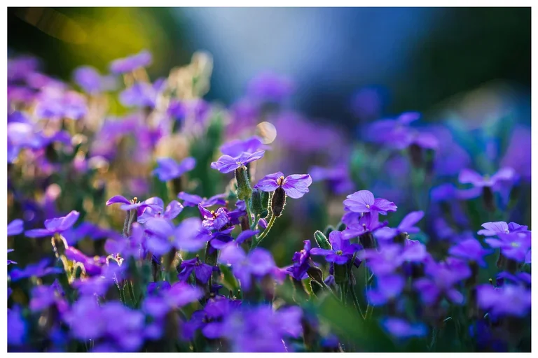a bed of purple flowers representing Spring