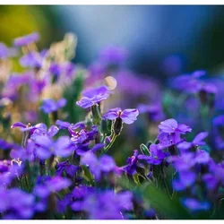 a bed of purple flowers representing Spring