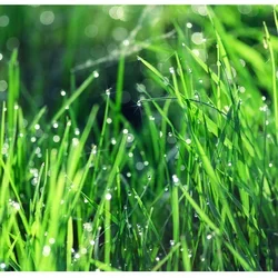 Summer 2024 Newsletter