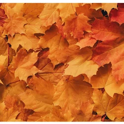 autumn newsletter
